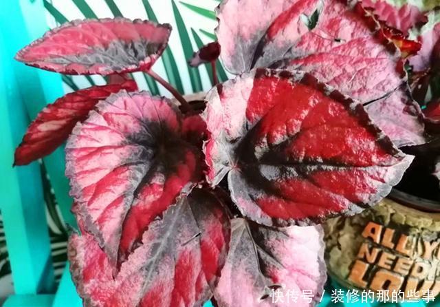 适合■这观叶植物美貌不输矾根，比矾根更耐阴，适合室内养护