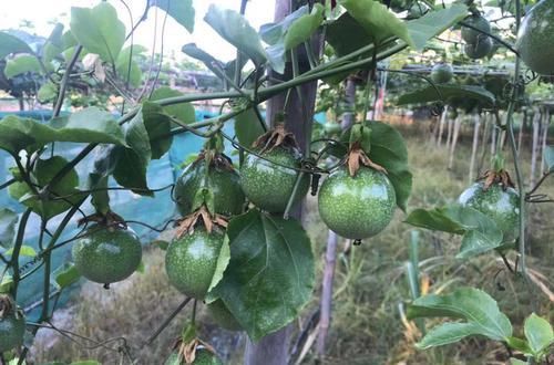  『扦插』扦插百香果总是腐烂不生根？只需一个泡沫箱，15天发芽，30天生根