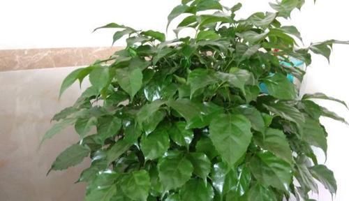  「药用价值」哪些植物不适合放在家里？幸福树有毒吗？幸福树可以放在卧室吗？