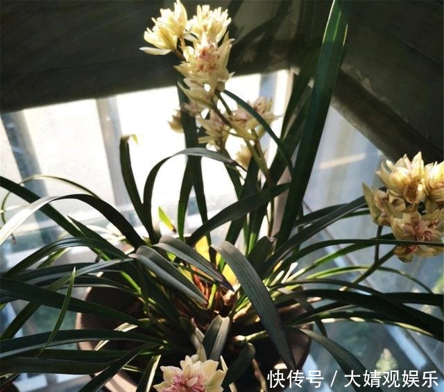 「告别」兰花换盆后,浇水用“2方法”,根系长得粗壮,告别烂根