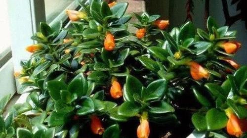  「盆栽」此种盆栽，花叶俱美，一年开花300多天，上面爬满'小金鱼'