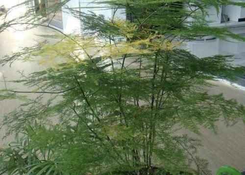  『适合』不适合放阳台的“3种花”，阳光照射就“枯萎”，养室内反而爆盆