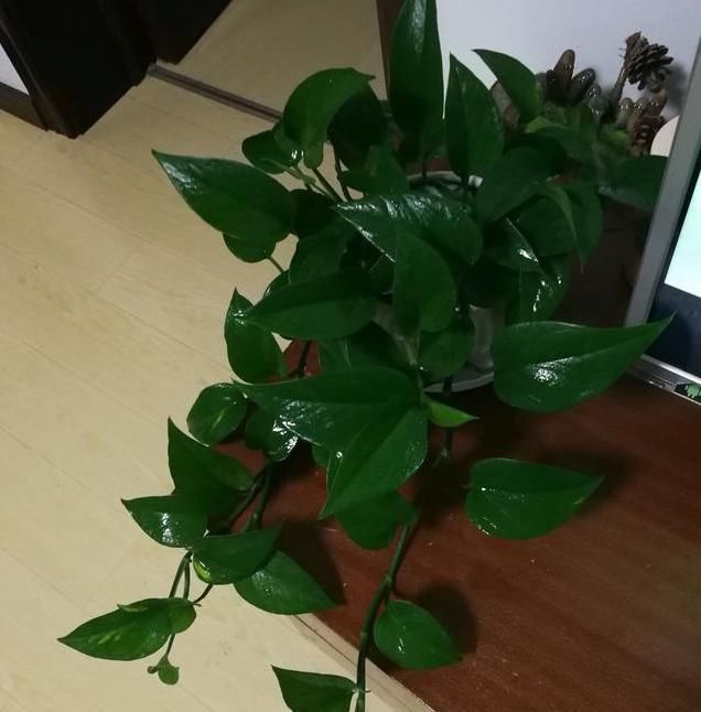  『小妙』确定给兰花是否浇透水的小妙招,兰花浇水的方式你是否知道