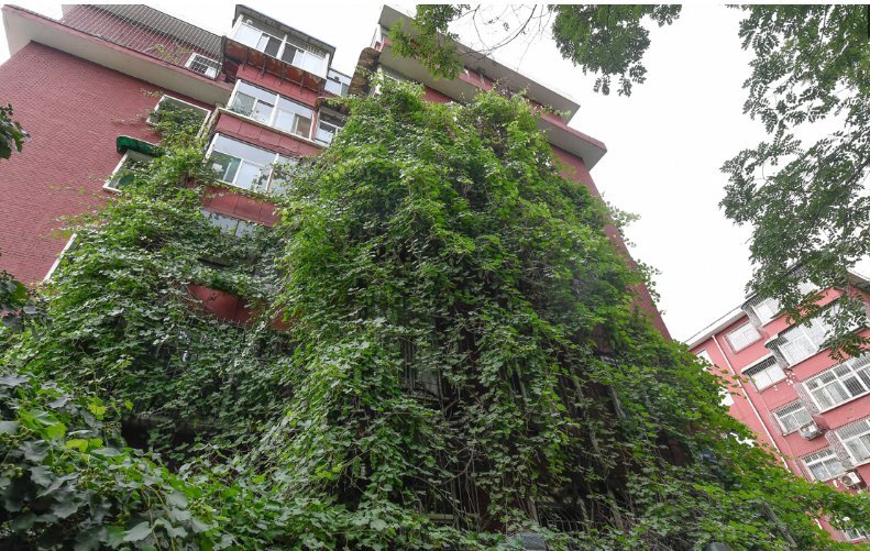 老奶奶二十五年前栽下葡萄，如今爬满五层楼，物业却说要剪掉