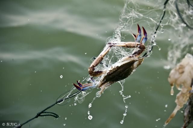 江浙沪梭子蟹100元一斤，梭子蟹疯涨背后原来是它们