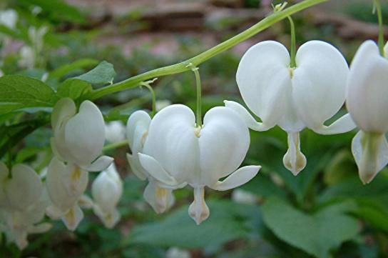  [大花紫薇]院子里种这几种树，一年四季花香四溢，美化家居，四季开花不断