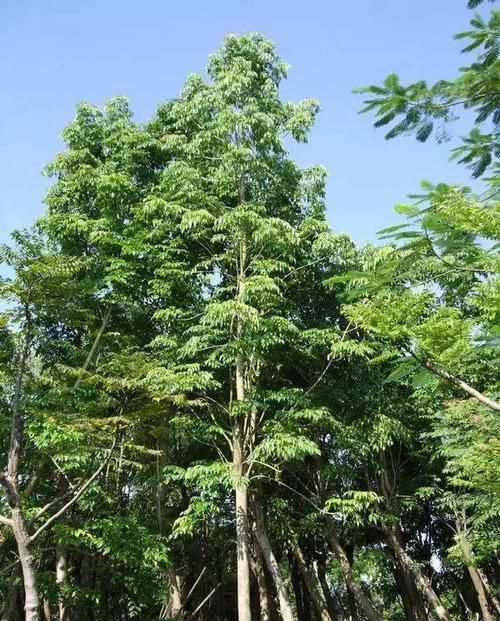  #解决#绿宝怎么养，黄叶和虫子怎么解决？