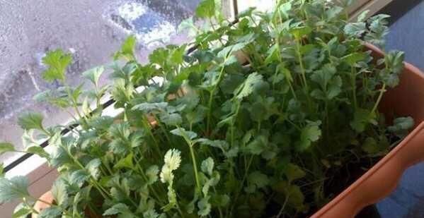  『家里』家里种香菜，一个小秘诀，发芽快、叶子绿又旺，现在种刚好