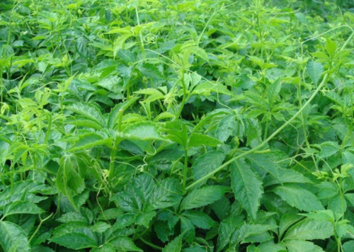 农村被称“长寿草”的野草，如今市场100元一斤