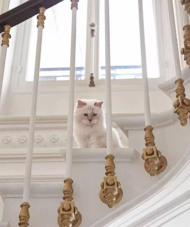  宠物■老佛爷过世一年后，那只承继了21亿财产的猫如何了？人比不上猫...