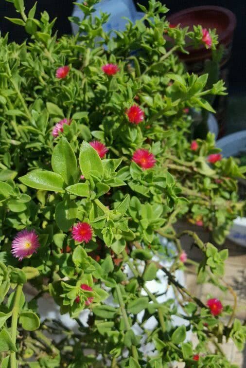  中花■最好养的室内植物，扦插就能活，花叶俱美的同时还能四季开花