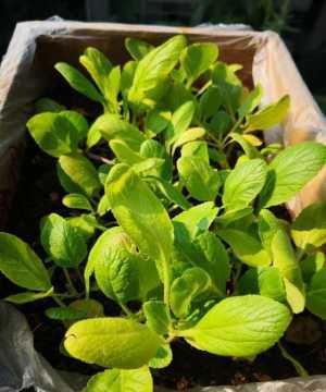  #蔬菜#阳台种菜，用一个小方法，种的菜长得又肥又壮又旺，收获真多