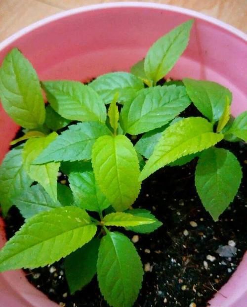  「增加光照」这水果太贵了，吃完留下核，还能种盆栽！