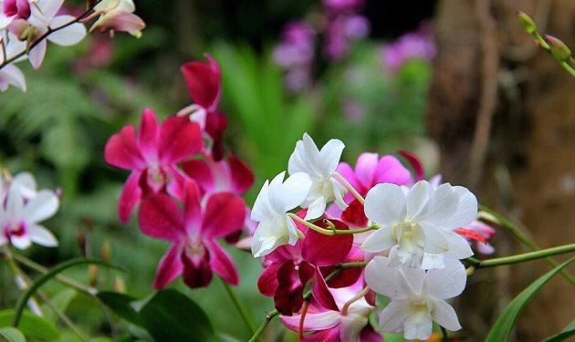  『四君子』兰花是四君子的一种，兰花养的好，分株是关键，教你给兰花分株