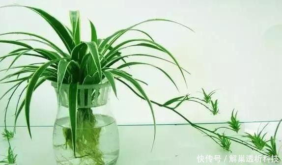 【水培花】水培花容易烂根该怎么办?4方面细节解说,让你轻松护理好花根