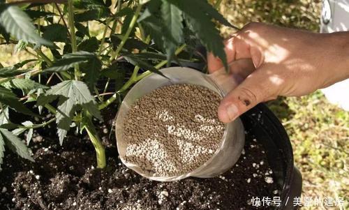  【养花】养花少不了氮磷钾，自制3种花肥，省了肥料钱肥力足