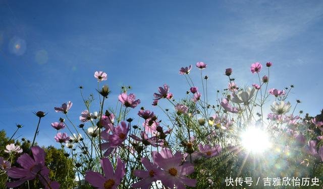 「舞蹈」一朵六瓣儿胭脂兰