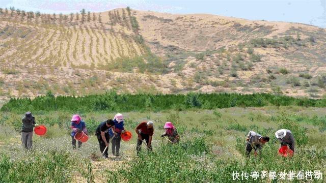 中国速度向沙漠收复失地，一年收回一个深圳的面积