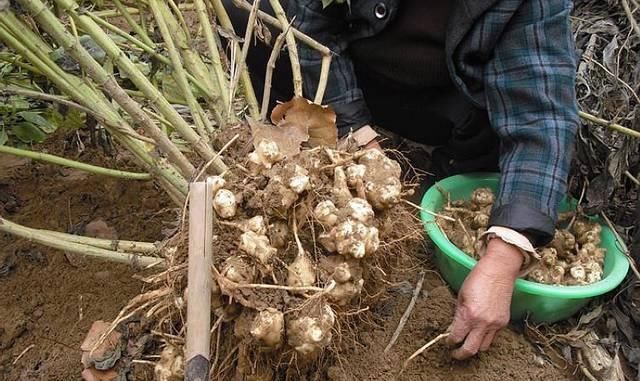  [种上几]”它“在国外被当成宝贝，在中国却农民嫌弃，一斤1元都嫌贵