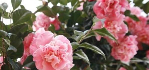  「枝子」茶花不用买，用这招儿，一个枝子种一盆，花大色艳花期长