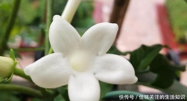 植物|想在家赏花、盆栽植物？种上1款茉莉花，阳台嗖嗖变成花海