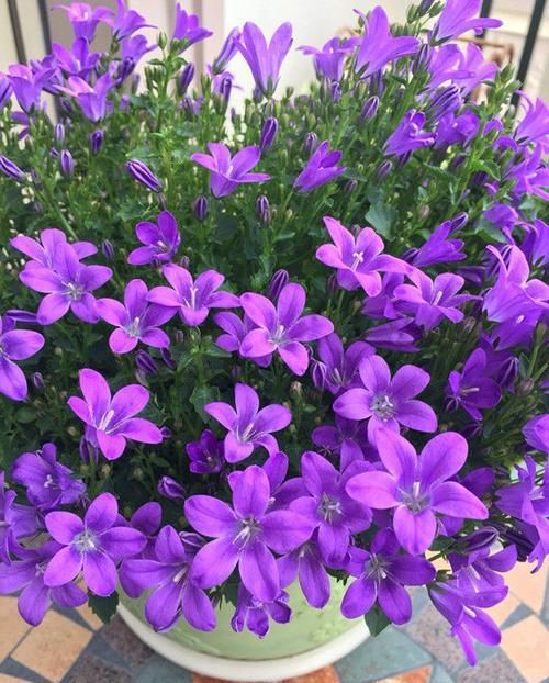  #试试#家室养花试试3种花，花色漂亮耐看，好养花期长，美得阳台变花园