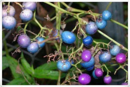 它被农村人称作“假葡萄”，老人说吃不得，殊不知其能止痛止血！