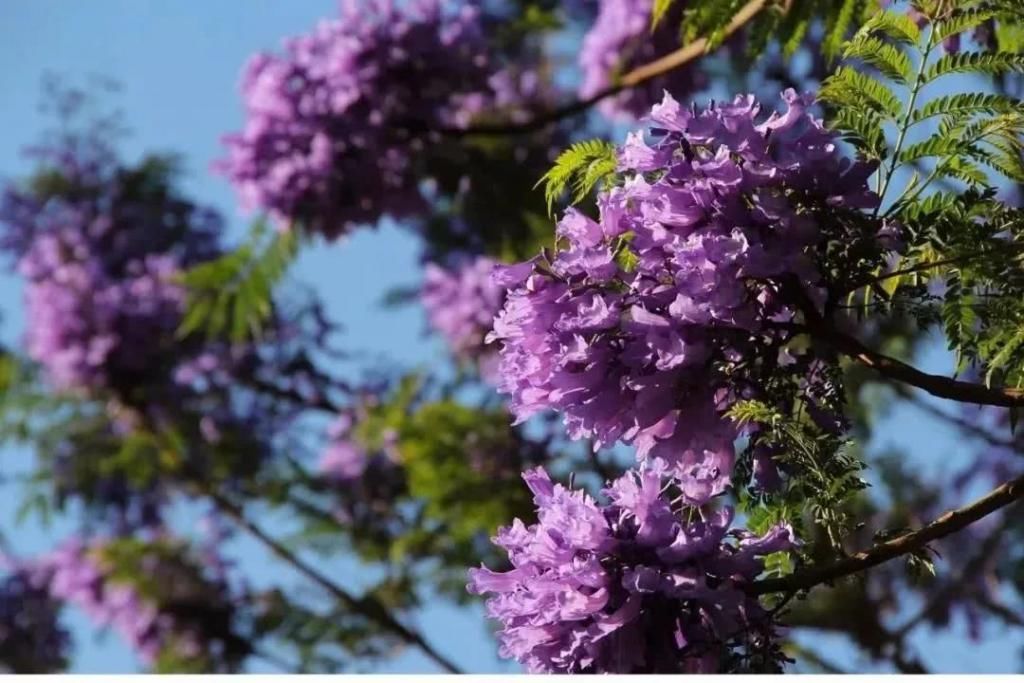  盘龙江畔■最美五月天！“云”欣赏毕业花蓝花楹