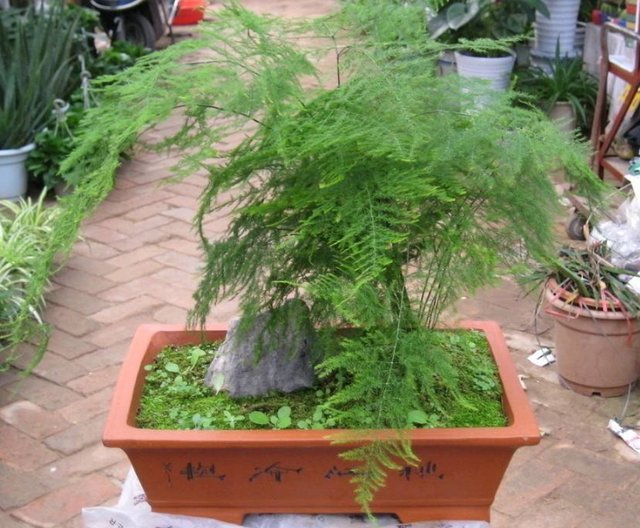  [感觉]乡间趣事！养花没有大阳台？无碍，这4种花草任你挑选，小巧玲珑，可爱至极
