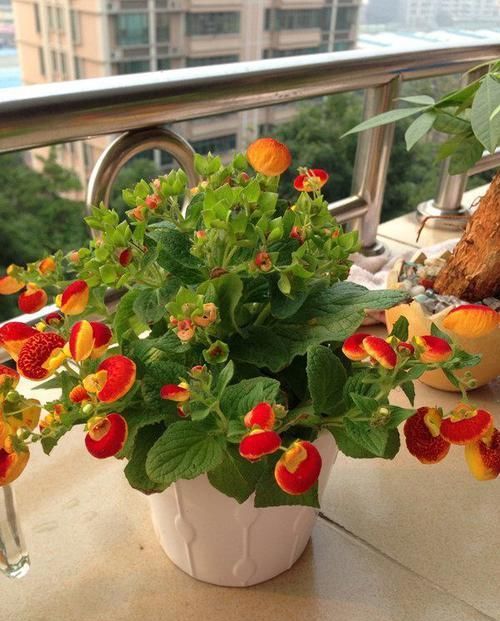  『家里』家里阳台养上这些花朵，漂亮又美丽，主要是比香水还香