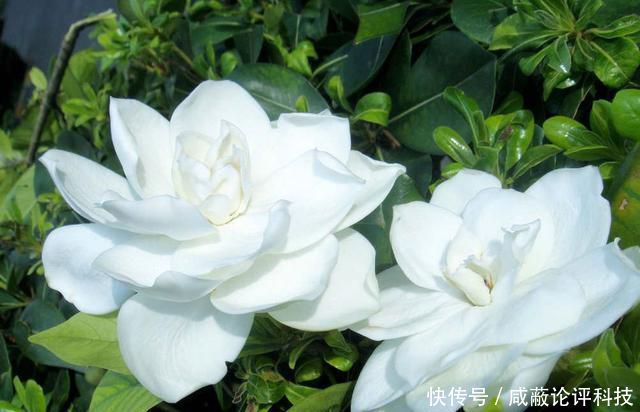  「对症下药」栀子花叶片发黄的4大原因，找到根源才能对症下药