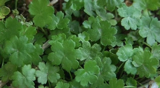 农村最泛滥的野草，农民见了就踩，因能治黄疸，现一斤11成稀罕货