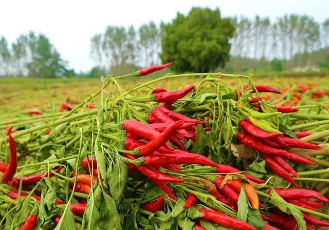  辣椒：农民种植一种辣椒，投入成本小，10亩收入80000元