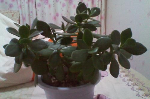  你家：家里养上这种花，四季常绿，越多越旺，快看看你家有没有！