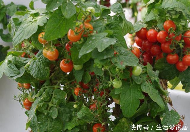  『营养』盆栽西红柿不开花不结果？是3点没做好，做好硕果累累美味营养