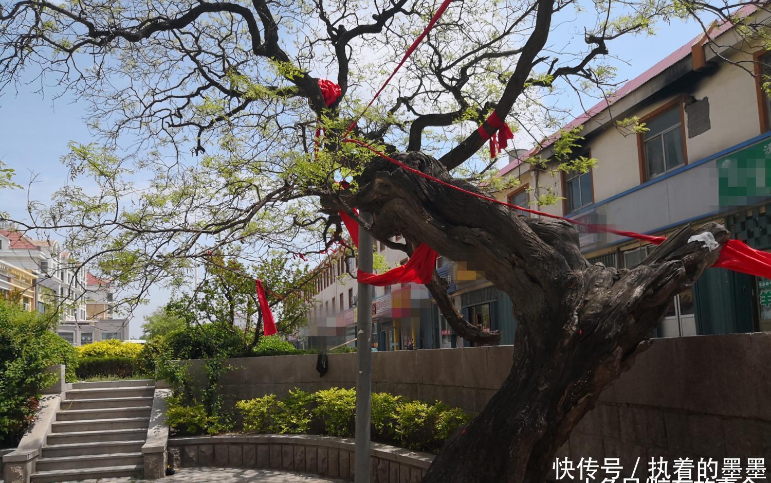 地方有两棵大槐树, 见证了丛姓家族的历史