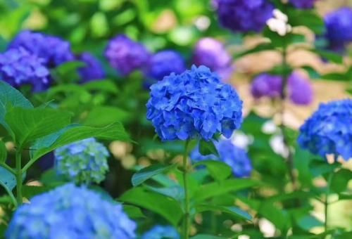  『绣球』带你家绣球去理发，不然今年又没有花赏！