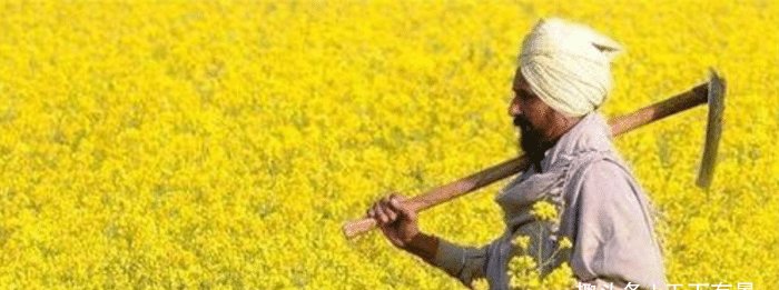 印度粮食产量仅中国一半，为何能养活同等人口，还大量出口