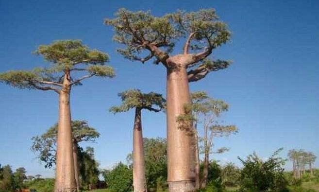 世界上“最大”的树，已经存在了6000多年，里面竟开了一个酒吧！