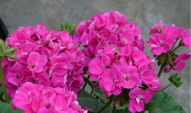  「风信子」夏天到了，这6种花都会进入休眠期，我们怎么养护？