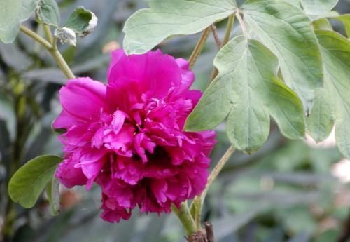  『牡丹』喜欢菊花，不如养盆“牡丹名品”首案红，落英缤纷，清秀淡雅！