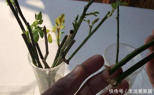  「插穗」扦插生根难？教你“5点”小技巧生根快成活高，但后面没想到