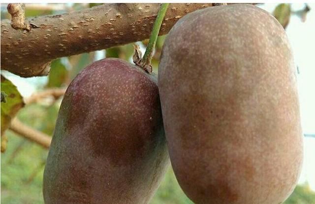  又一新|永别了红薯“，我国又一新型农作物走红，沾土就活，年收