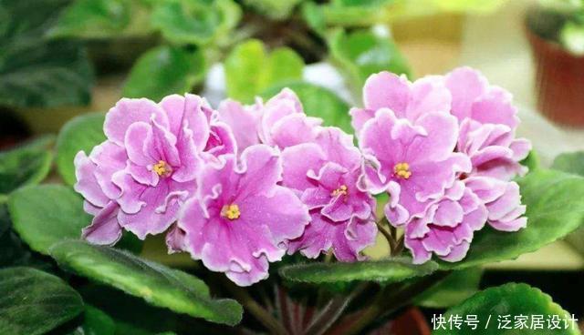 【艳丽】养花就养盆好养的,开花艳丽招人喜欢,爆盆非常简单,适合新手养