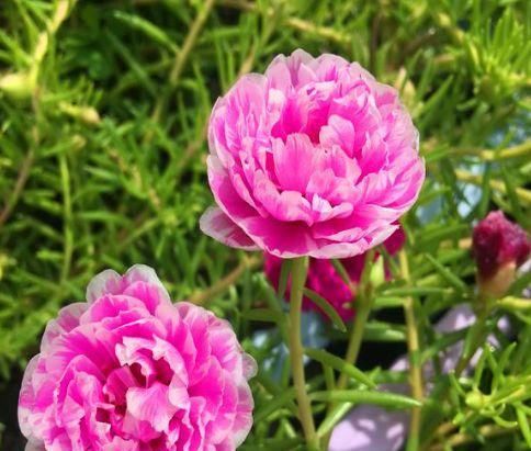 盆栽:最坚强的“1种花”,仅把“一个枝丫”放盆里,都能长成美盆栽