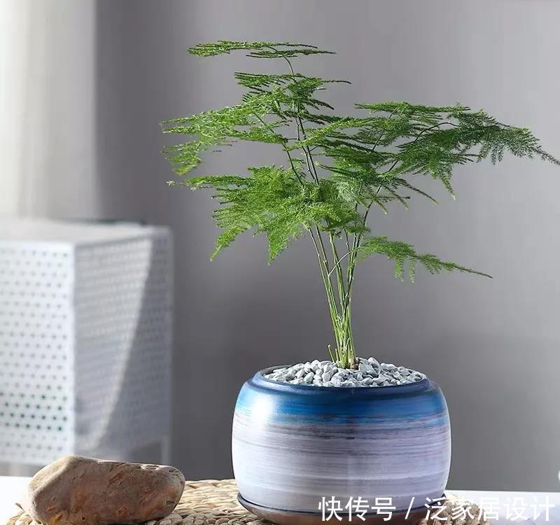 文竹的叶子:冬天养文竹,泡点“黄豆水”,每周浇一浇,文竹长成竹林