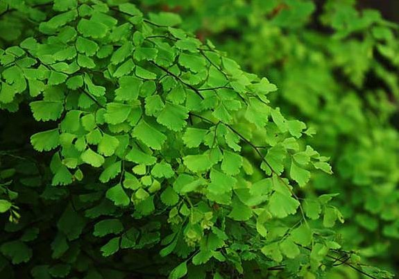  『适合』这些花朵超好养，花朵艳丽又迷人，轻松开爆盆，最适合懒人养，美