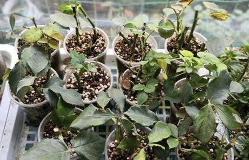 『枝条』沾水能生根的“1种花”,花期比绣球花长,一年开花两百天,美!