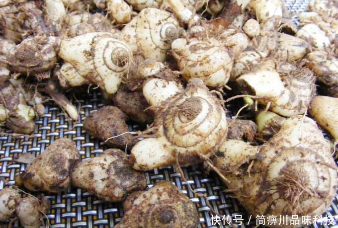  白芨|曾一斤卖300元，一亩地收入10万，商人靠卖苗赚了，农民却