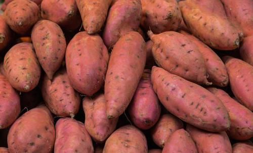  储藏■地窖遭废弃，丰收的红薯咋储藏？农民搬出老物件，太实用